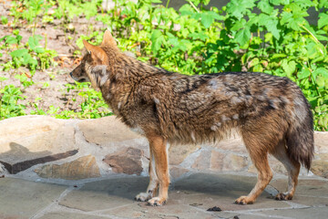 Gray wolf in forest on the green grass. The wolf, Canis lupus