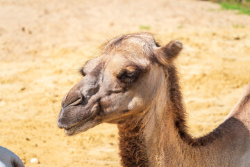 Portrait of a camel resting on sand.