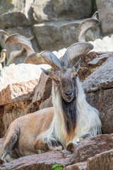 Close-up portrait of Markhor, Capra falconeri, wild goat native to Central Asia, Karakoram and the Himalayas