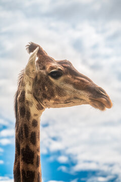 Close-up giraffe head on blue sky background