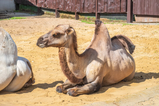 Portrait of a camel resting on sand.