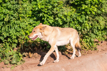 Gray wolf in forest on the green grass. The wolf, Canis lupus