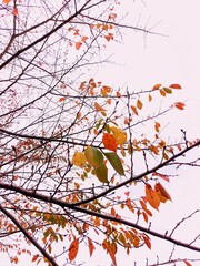 autumn leaves background