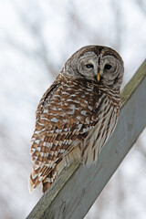 Barred Owl Varia Strix