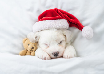 Cute Bichon Frise puppy wearing red santa hat sleeps with toy bear under white blanket at home. Top down view