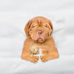 Unhappy Mastiff puppy sleeps under white blanket on a bed at home and hugs favorite toy bear. Top...