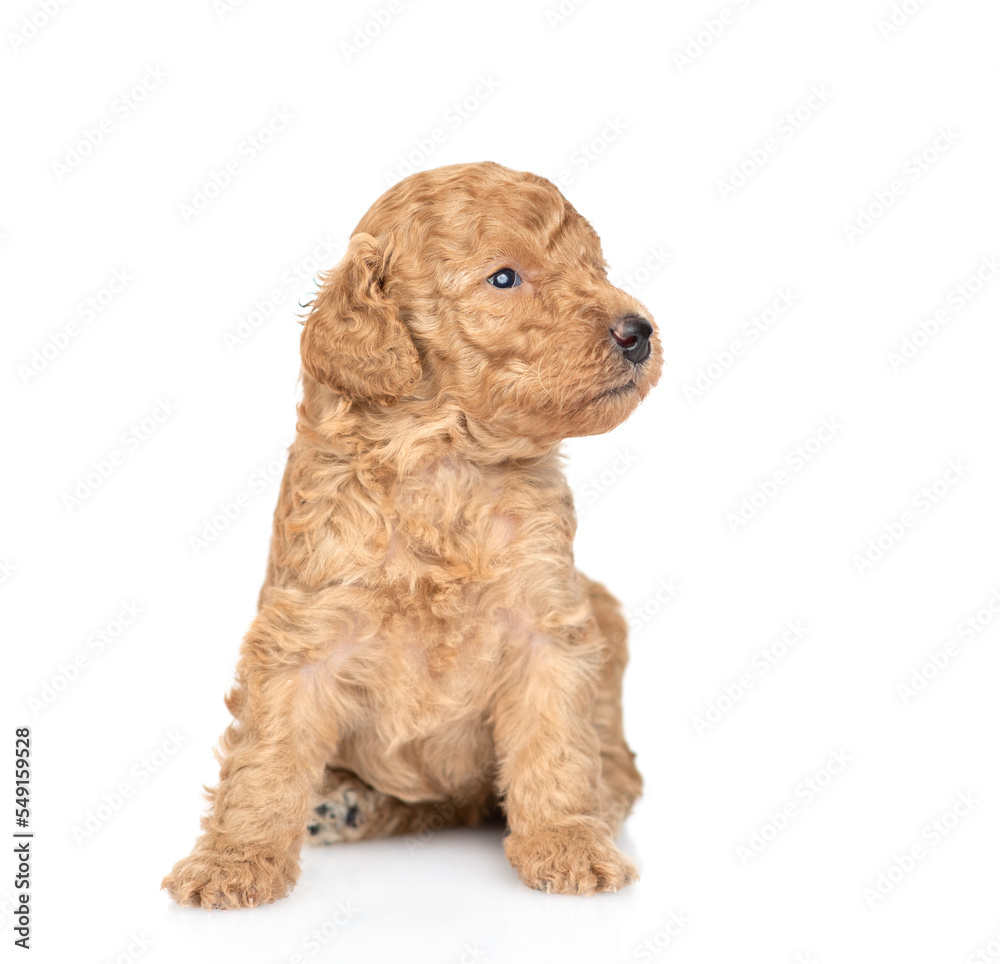 Poster toy poodle puppy sitting in profile and looking away on empty space. isolated on white background