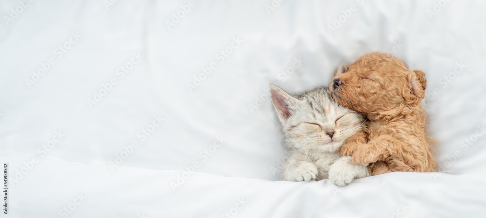 Poster cute tiny toy poodle puppy hugs happy tabby kitten under white warm blanket on a bed at home. top do