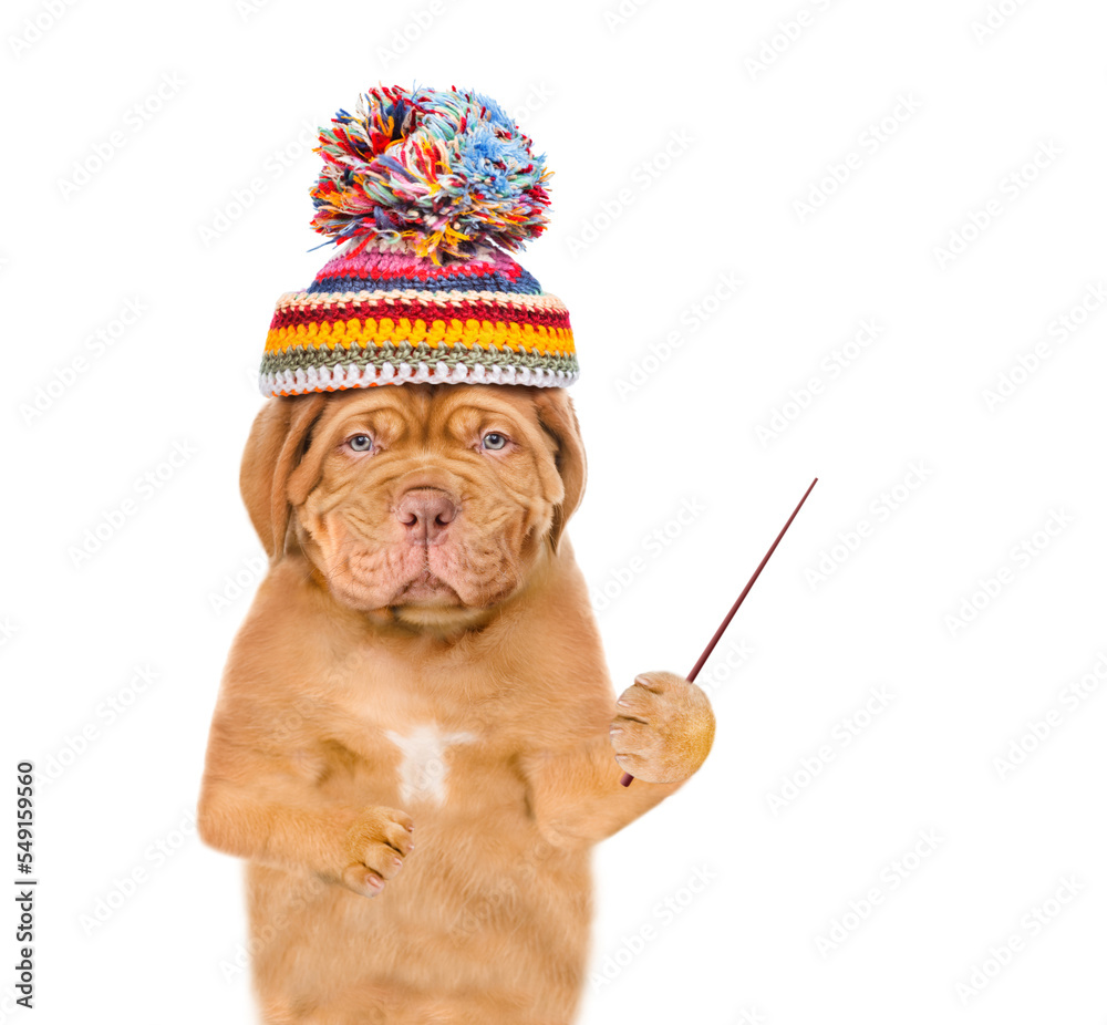 Poster unhappy frozen puppy wearing a warm winter hat with pompon pointing away on empty space. isolated on
