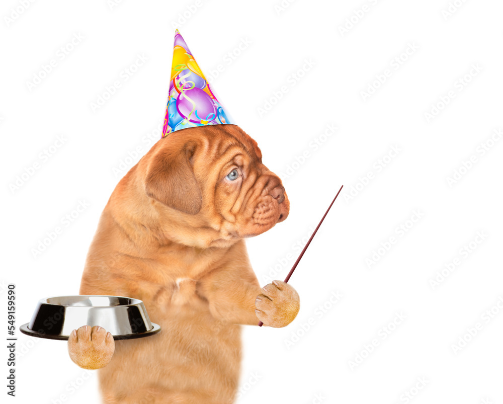 Poster hungry puppy wearing party cap holds empty bowl and looks away on empty space. isolated on white bac