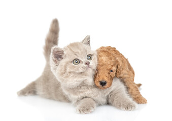 Playful Toy Poodle puppy hugs tiny kitten. isolated on white background