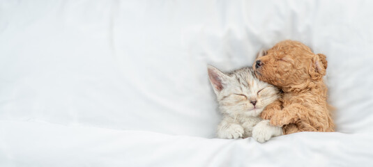 Cute tiny Toy Poodle puppy hugs happy tabby kitten under white warm blanket on a bed at home. Top...