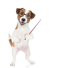 Smart Jack russell terrier puppy wearing  eyeglasses points away on empty space. isolated on white background