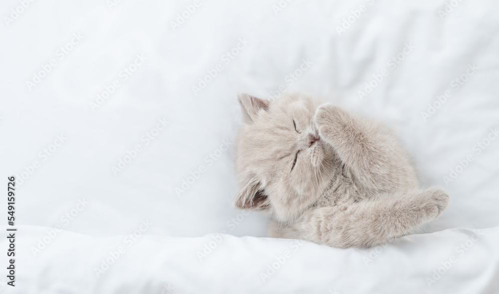 Aufkleber sleepy kitten washing and cleaning itself under blanket on a bed at home. top down view. empty space