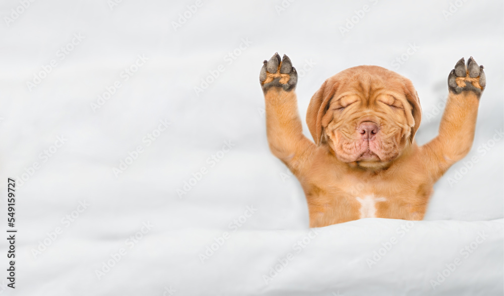 Aufkleber funny mastiff puppy sleeps under white warm blanket on a bed at home. top down view. empty space for