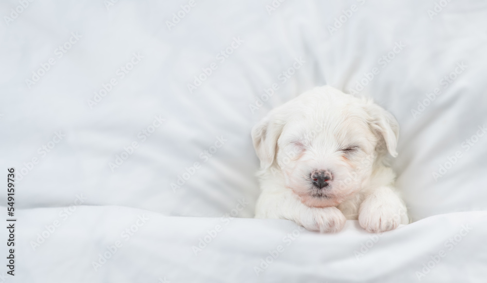 Poster tiny bichon frise puppy sleeps under white blanket on a bed at home. top down view. empty space for 