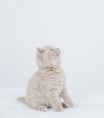 Playful kitten sits in profile and looks away and up on empty space. isolated on white background