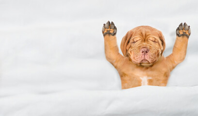 Funny Mastiff puppy sleeps under white warm blanket on a bed at home. Top down view. Empty space for text