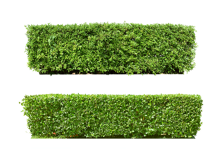 Ixora, Ornamental plants and Green leafed bushes. (shrub) Square shape. For making fences and decorating the garden for beauty. Collection of 2 trees. (png)