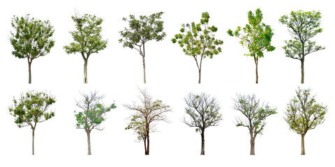 Collection Trees and bonsai green leaves. total 12 trees. The Ratchaphruek tree is blooming bright yellow.(png)