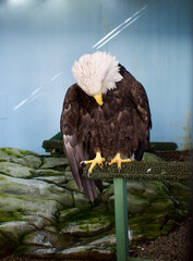 a bald eagle bowing while sitting on a perch in a zoo