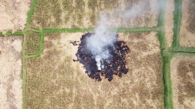 Primitive way to remove the remains of rice straw from a harvested field is to burn it. Cheap solution but create some air pollution. Top-down aerial shot of slowly burning windrow at empty dry paddy
