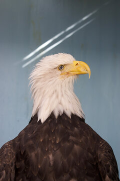 American Bald Eagle Head At A Side View Glance Close Up In A Zoo Setting