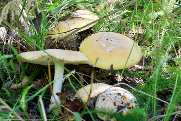 mushrooms in the grass up close