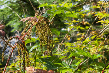 Some Weeds in the field 