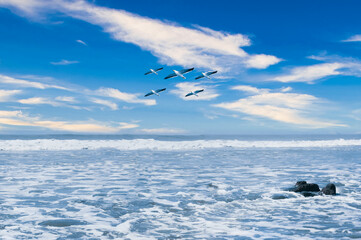 Big waves of the beautiful sea are visible, birds are flying in the sky. natural beauty