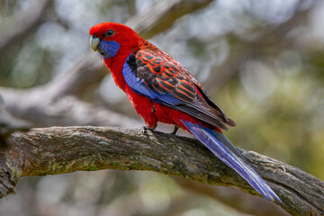 Crimson Rosella (Platycercus elegans)