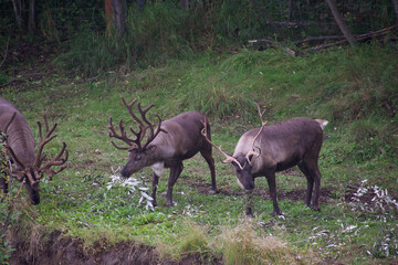 deer eating white flowered grass