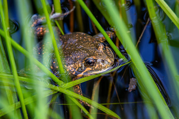 Eastern Banjo Frog (Limnodynastes dumerilii) also known as Pobblebonk
