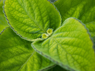 Close-up view of blue spur flower (Plectranthus Coleus barbatus) plant