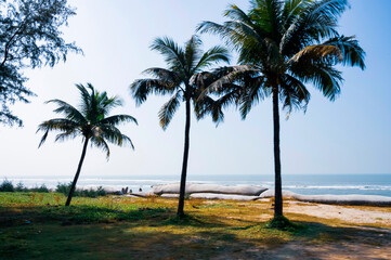 Fototapeta na wymiar Three coconut trees by the sea. natural beauty