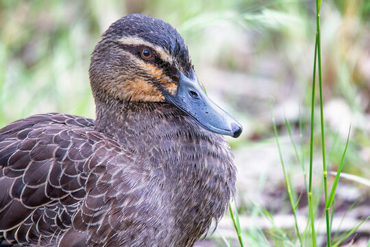 Pacific Black Duck (Anas superciliosa)