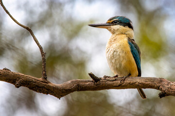 Sacred Kingfisher (Todiramphus sanctus)