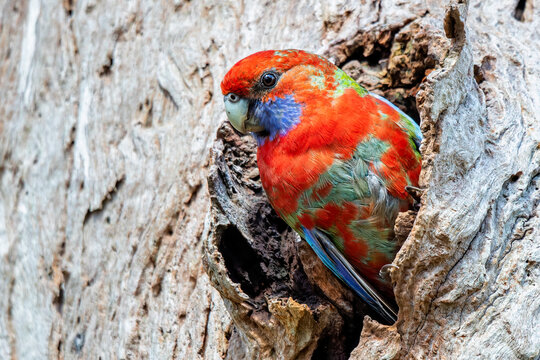 Young Crimson Rosella in nesting hole (Platycercus elegans)