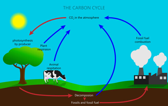 Carbon Cycle Diagram Images – Browse 215 Stock Photos, Vectors, and Video |  Adobe Stock