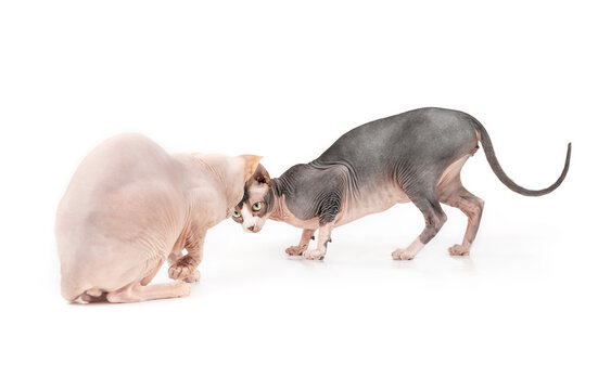 Two Sphynx Cats Playing With Each Other. Bonded Pair Of Hairless Cats Ready To Pounce, Play Fight Or Wrestle. Solid Red  Male Cat And Bi-color, White Lavender Male Cat. Selective Focus. Isolated.