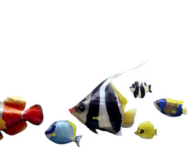 熱帯魚