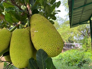 Unripe jack fruit in the park which is still hanging on its tree branch.