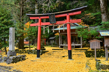 Fototapeta na wymiar 銀杏落葉が美しい京都市北区の岩戸落葉神社