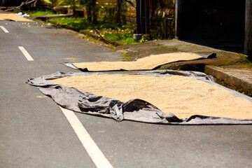 Asians dry rice on a hot day by spreading it out on the road