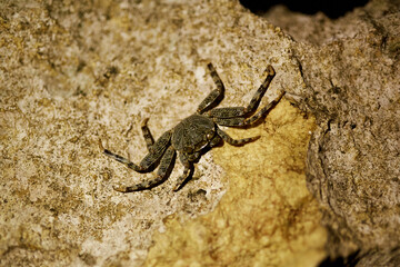 mangrove tree crab photo at night on a rock