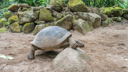 Naklejka premium A giant turtle Aldabrachelys gigantea is trying to climb over a stone. The carapace, head, and paws are visible. The background is mossy boulders, green vegetation. Seychelles.