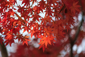 紅葉