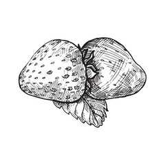 Monochrome vector illustration of strawberry in sketch style. Hand drawings in art ink style. Black and white graphics.