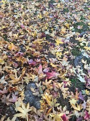 autumn leaves background