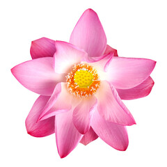 Top view tropical pink lotus flower blooming with visible stamens and pistils isolated on...